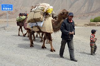 04 Camels Leaving Yilik Village 3504m On Beginning Of Trek To K2 North Face In China.jpg
